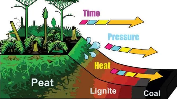 The Origin and Formation of Coal