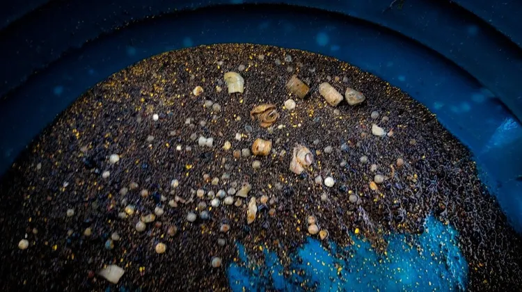 لماذا يُعثر على الذهب في الرمال السوداء؟